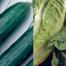 Salad Classic Collection Pack