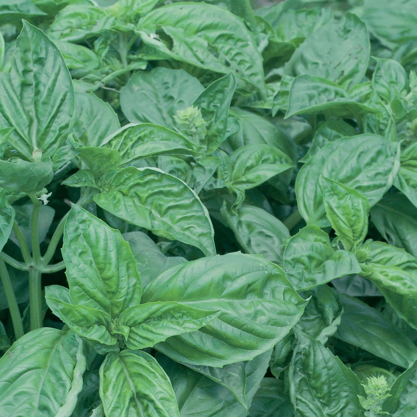 Herb Basil Italian