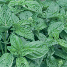 Herb Basil Italian