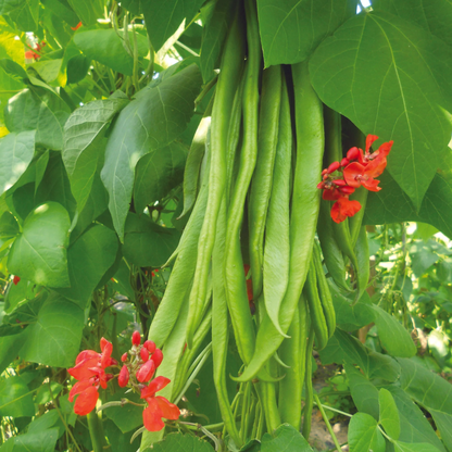 Runner Bean Firestorm