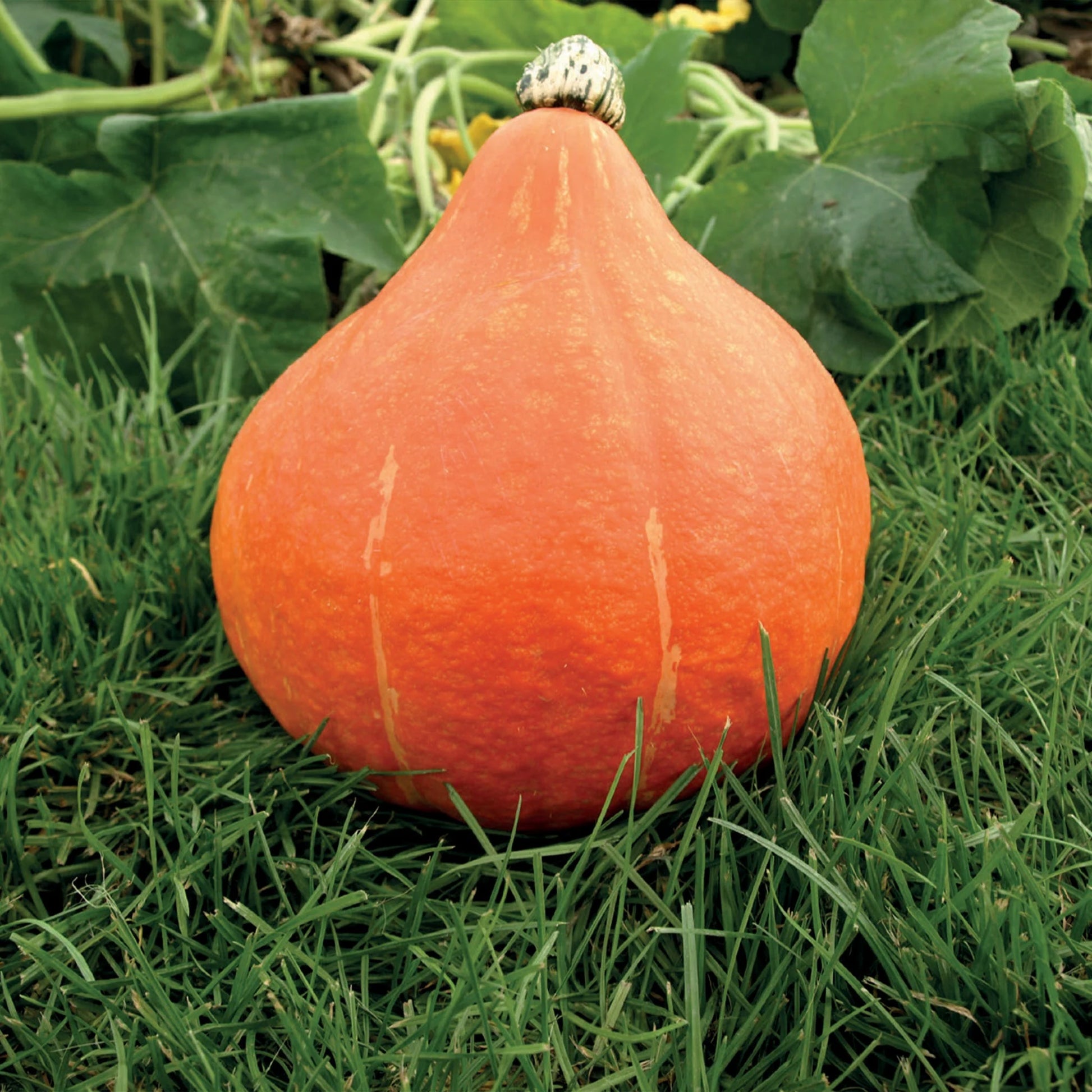Squash (Winter) Potimarron