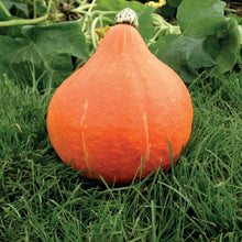 Squash (Winter) Potimarron