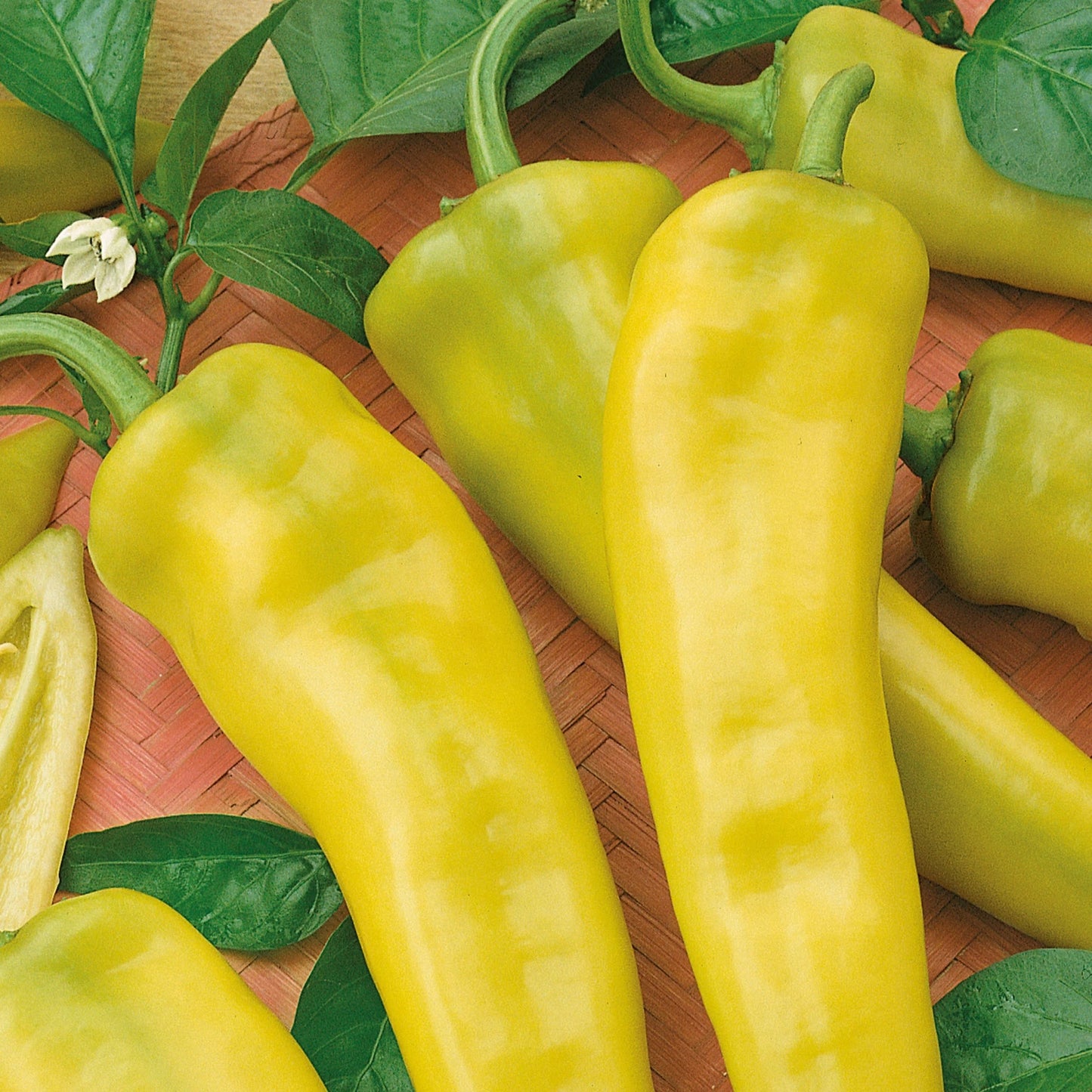 Pepper (Chilli) Fruity Volcano