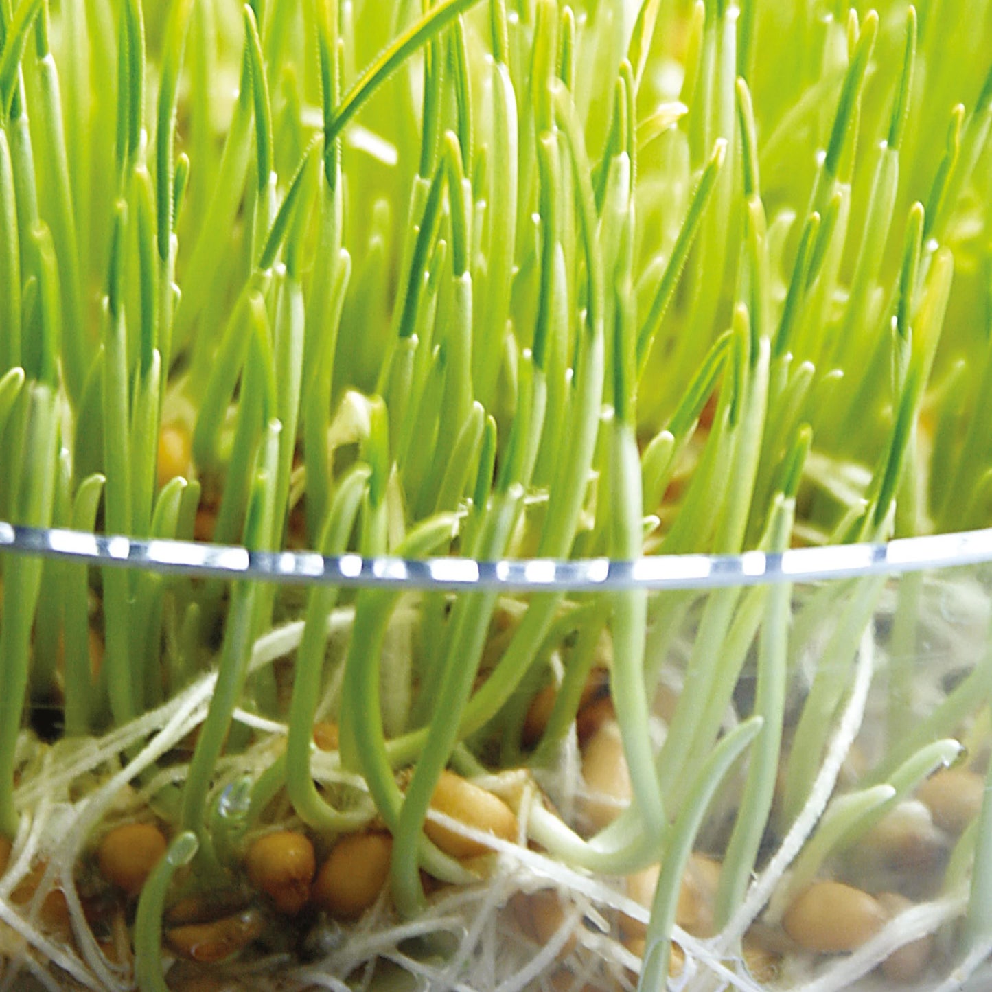 Sprouting Seeds Wheatgrass