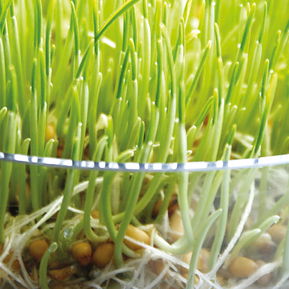 Sprouting Seeds Wheatgrass