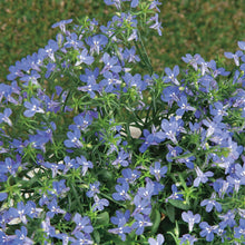 Lobelia Sapphire (Trailing)