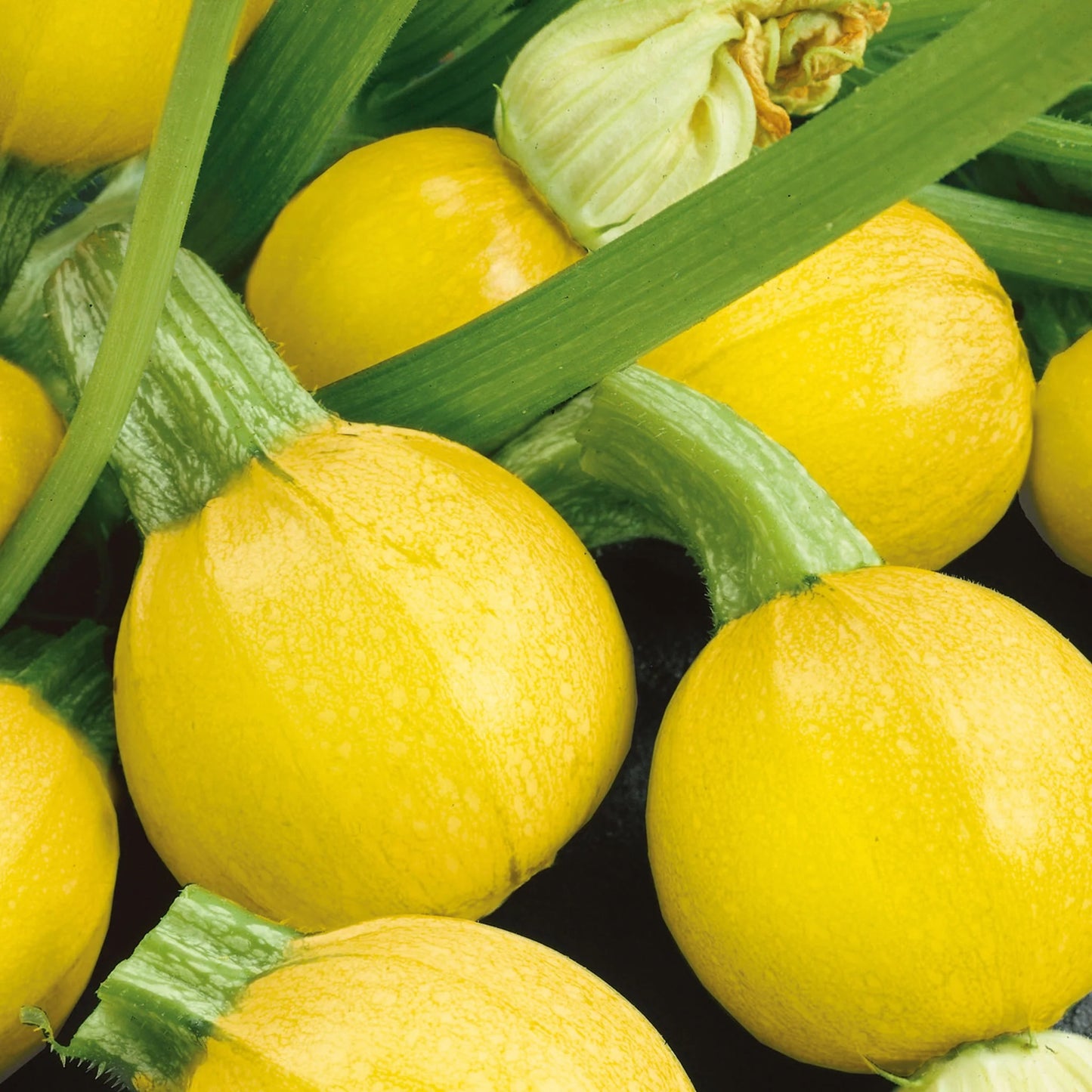 Courgette One Ball F1