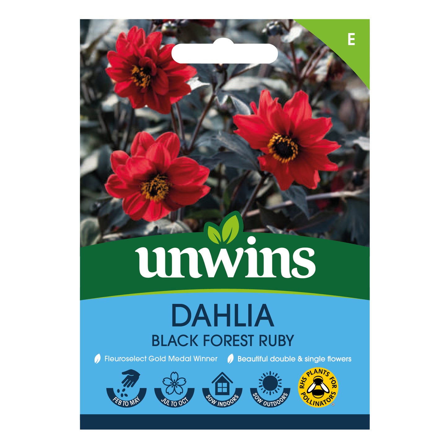 Dahlia Pinnata Black Forest Ruby