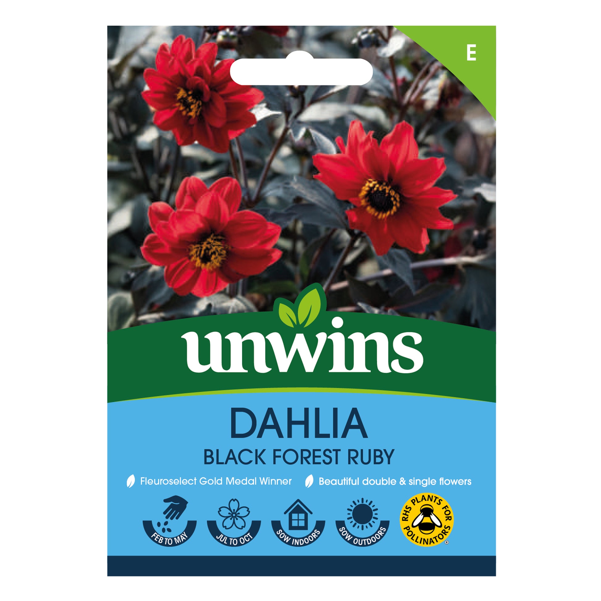Dahlia Pinnata Black Forest Ruby