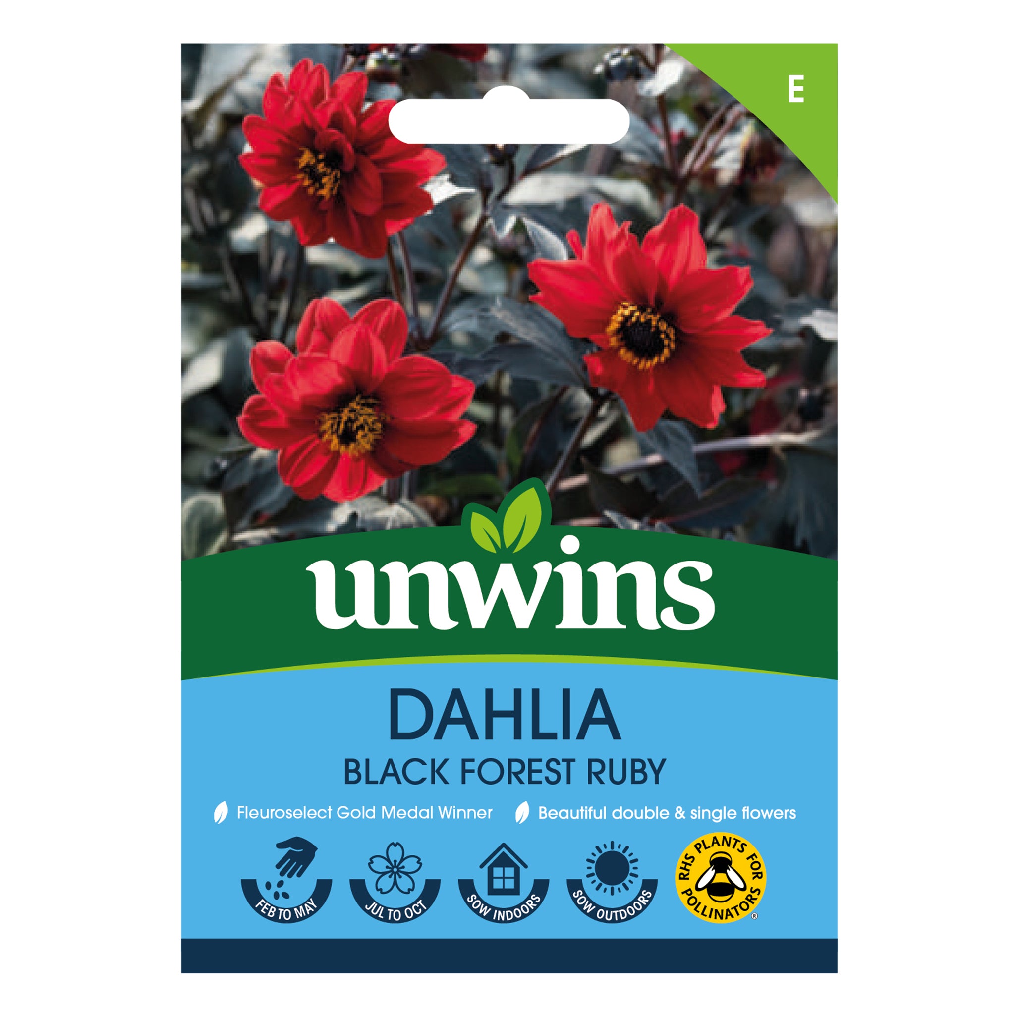 Dahlia Pinnata Black Forest Ruby