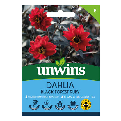 Dahlia Pinnata Black Forest Ruby