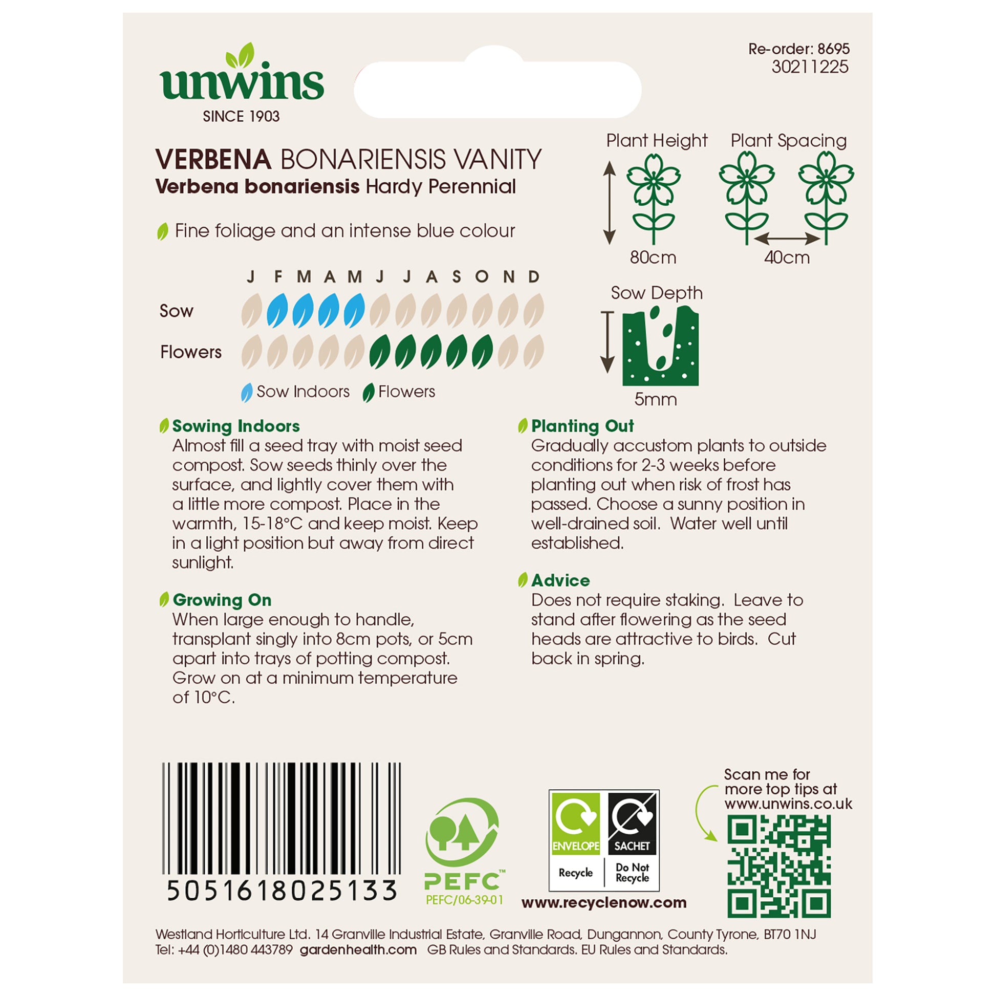 Verbena bonariensis Vanity