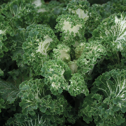Kale Emerald Ice