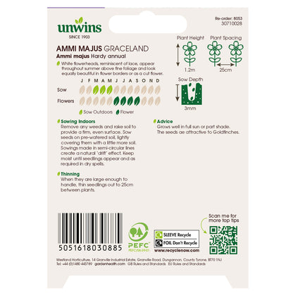 Ammi Majus Graceland