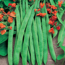 Runner Bean Scarlet Emperor