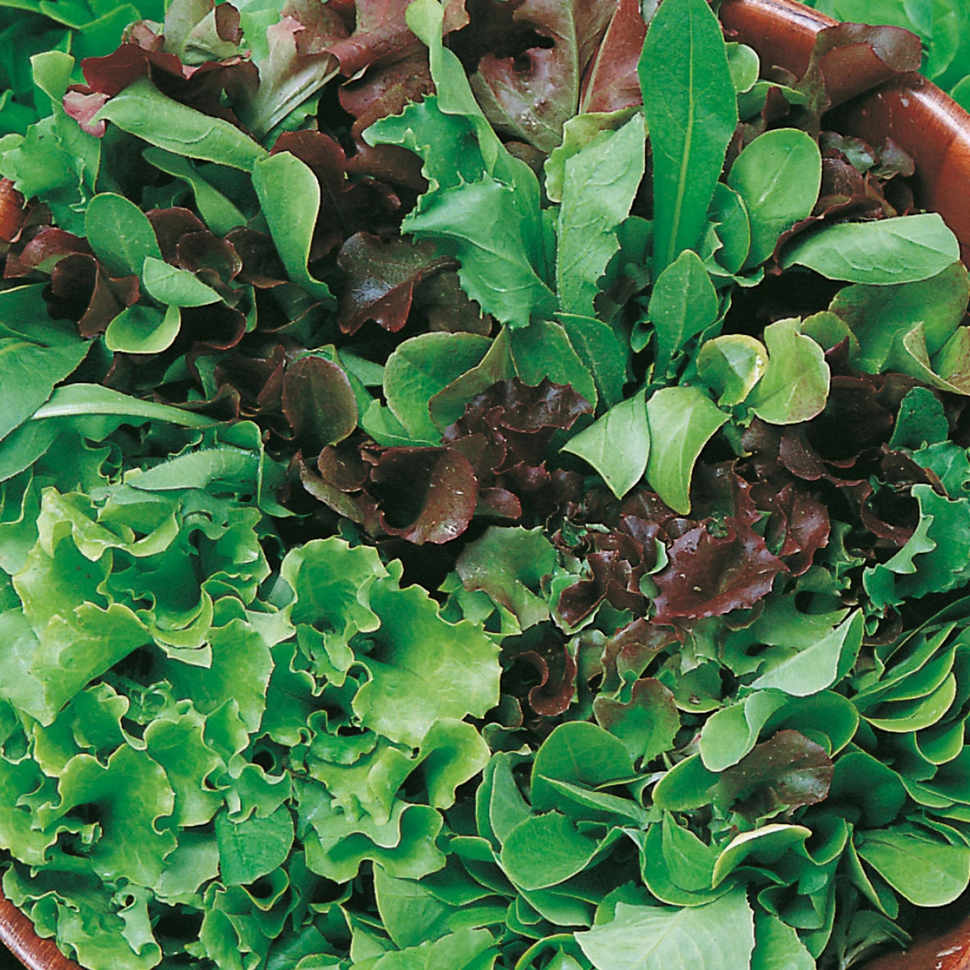 Little Growers Lettuce Cut n' come again