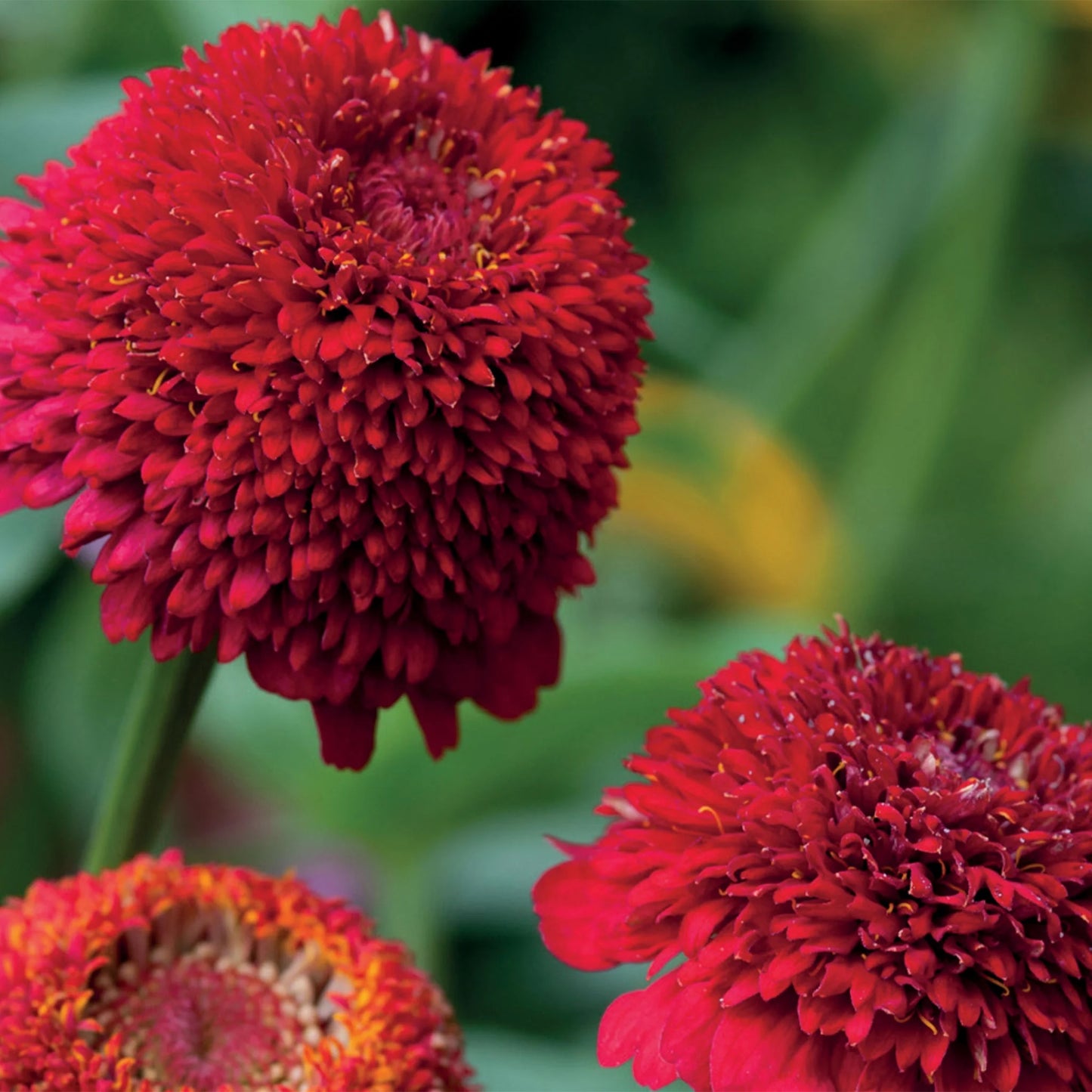 Zinnia Cresto Red