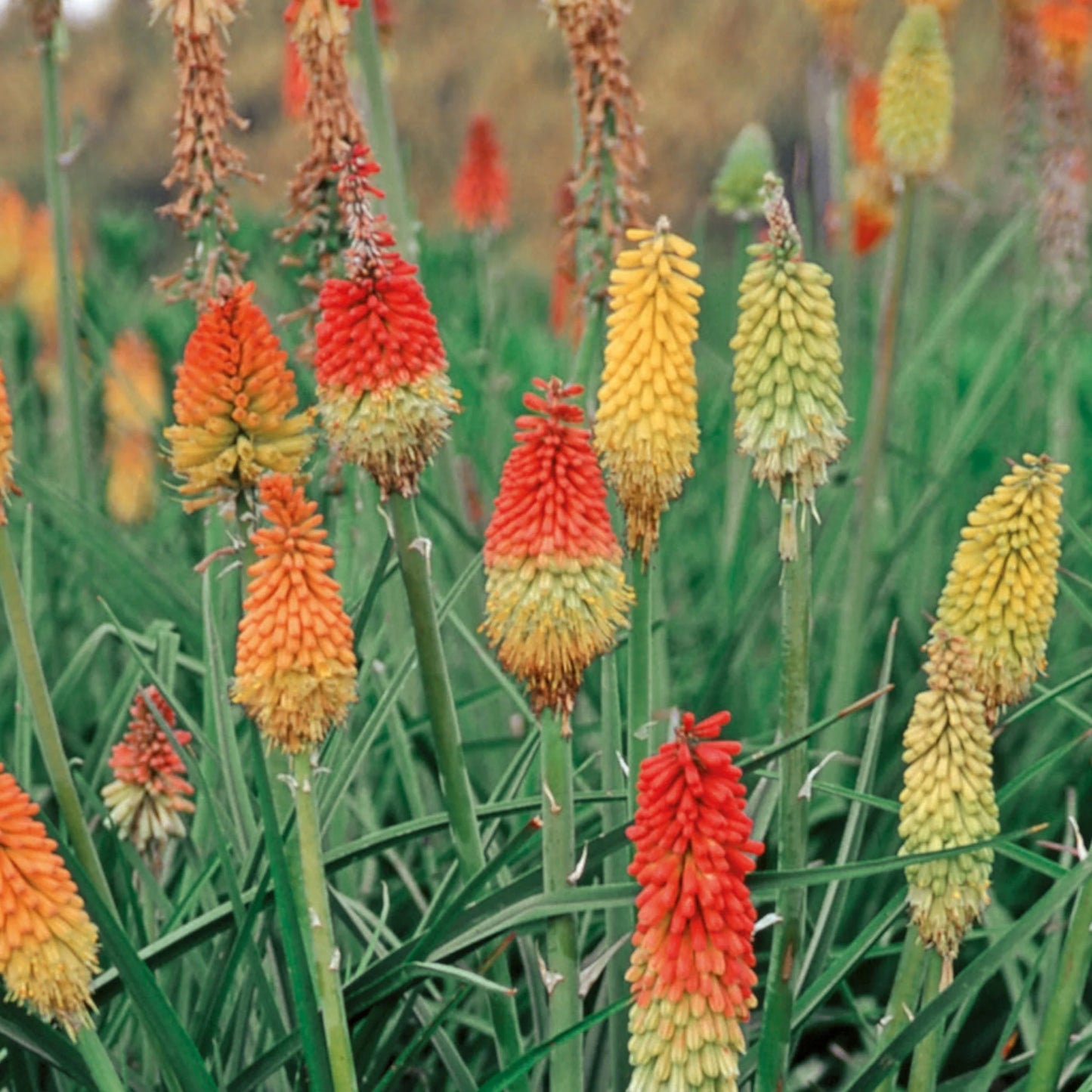 Kniphofia Grandiflora Mix