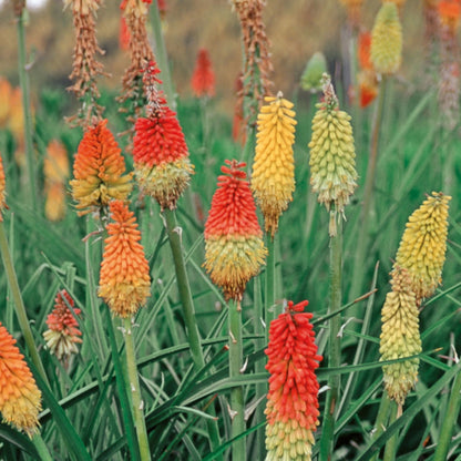 Kniphofia Grandiflora Mix