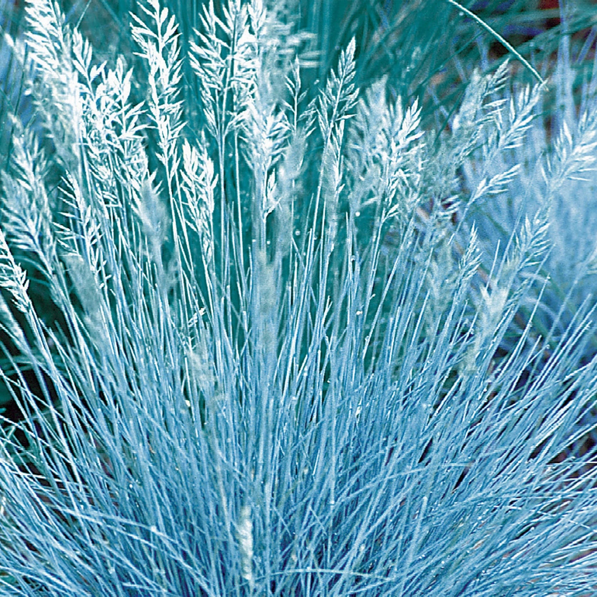 Ornamental Grass Festuca Blue Select