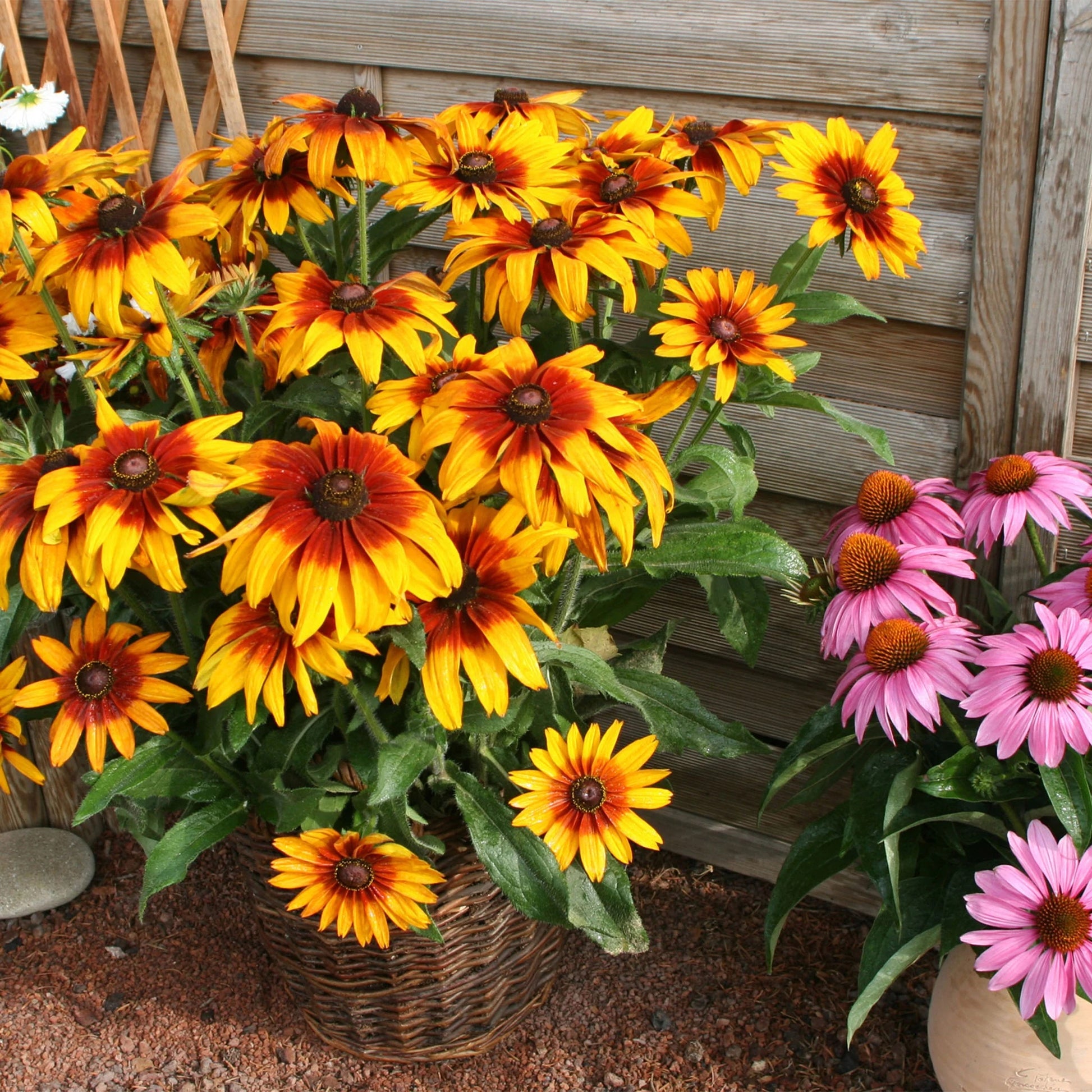 Rudbeckia Cappuccino