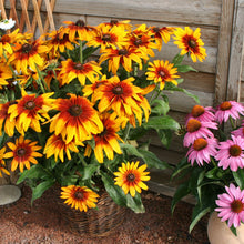 Rudbeckia Cappuccino