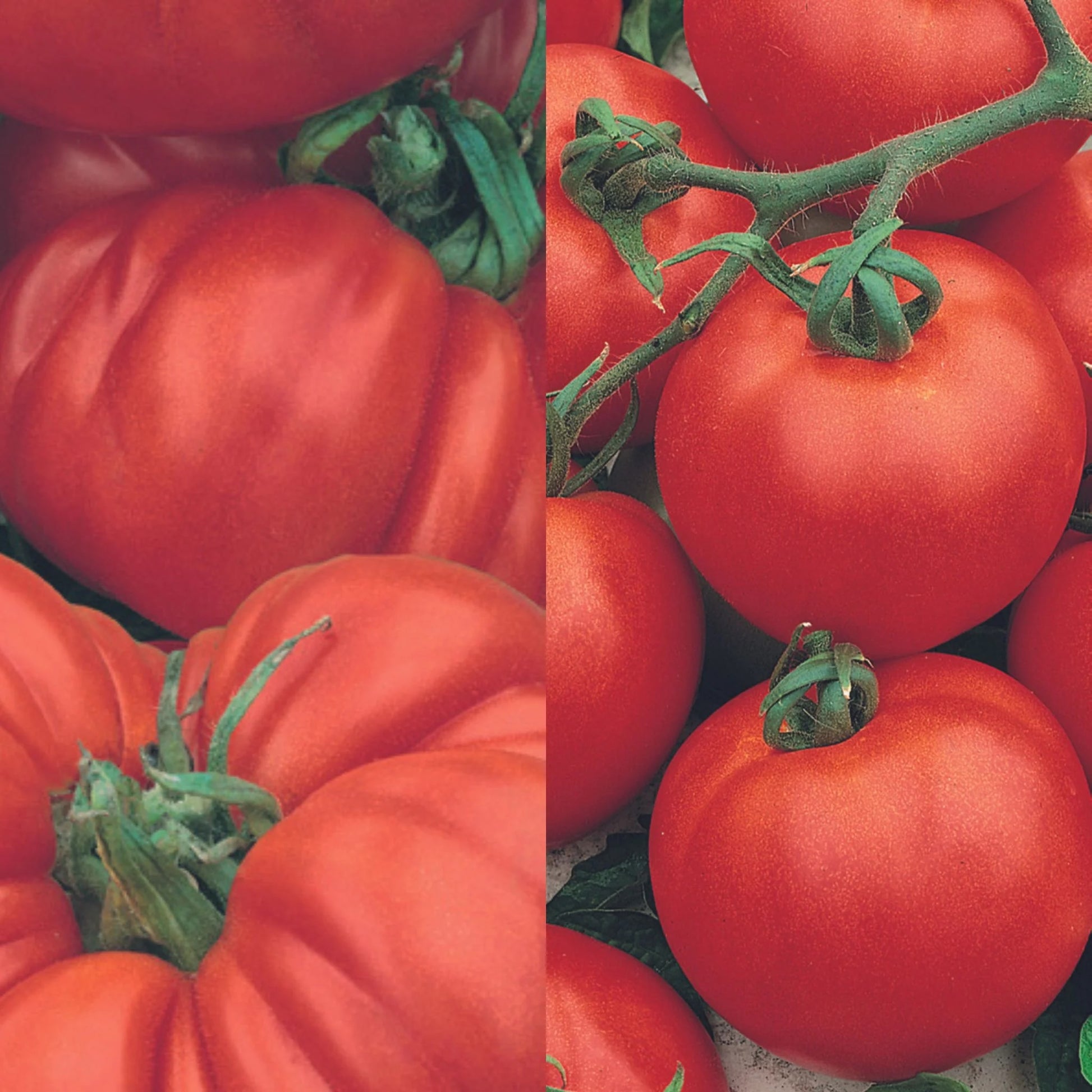 Tomato Classic Collection Pack