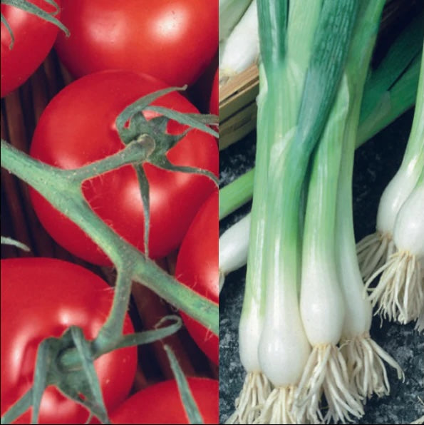 Salad Classic Collection Pack