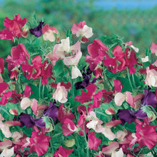 Sweet Pea Cupid Mix