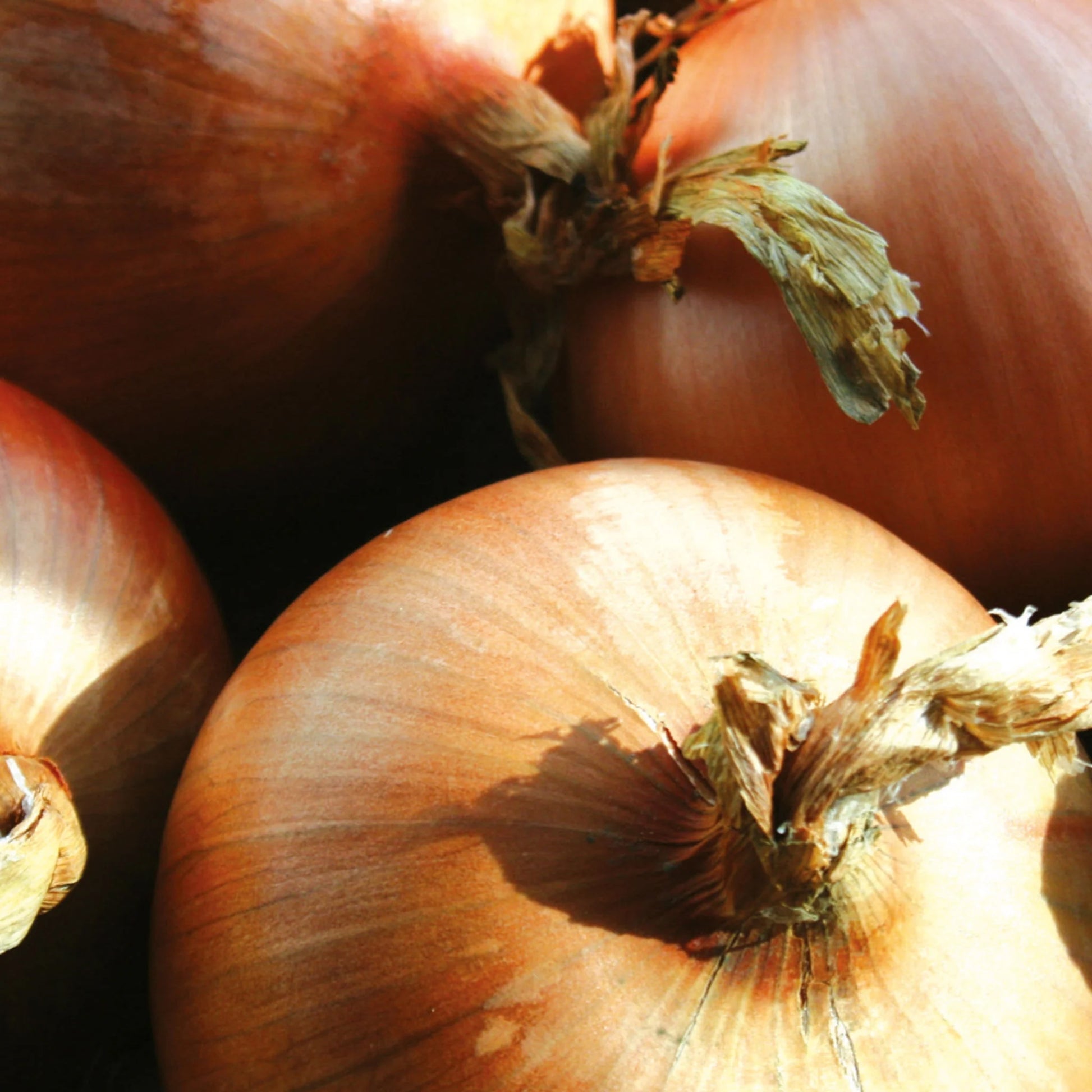 Onion (Globe) Hi Keeper