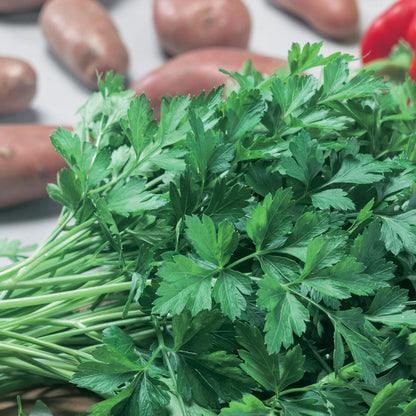 Herb Parsley Italian Plain Leaved