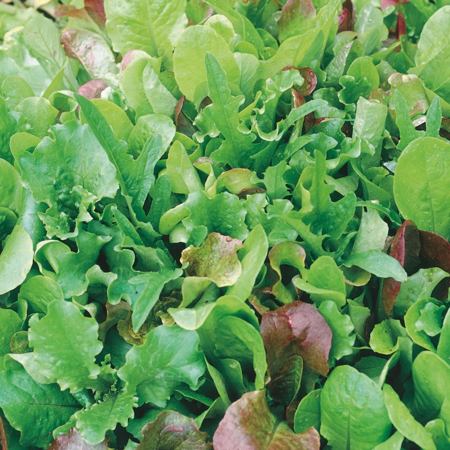 Salad Leaf Mixed leaves