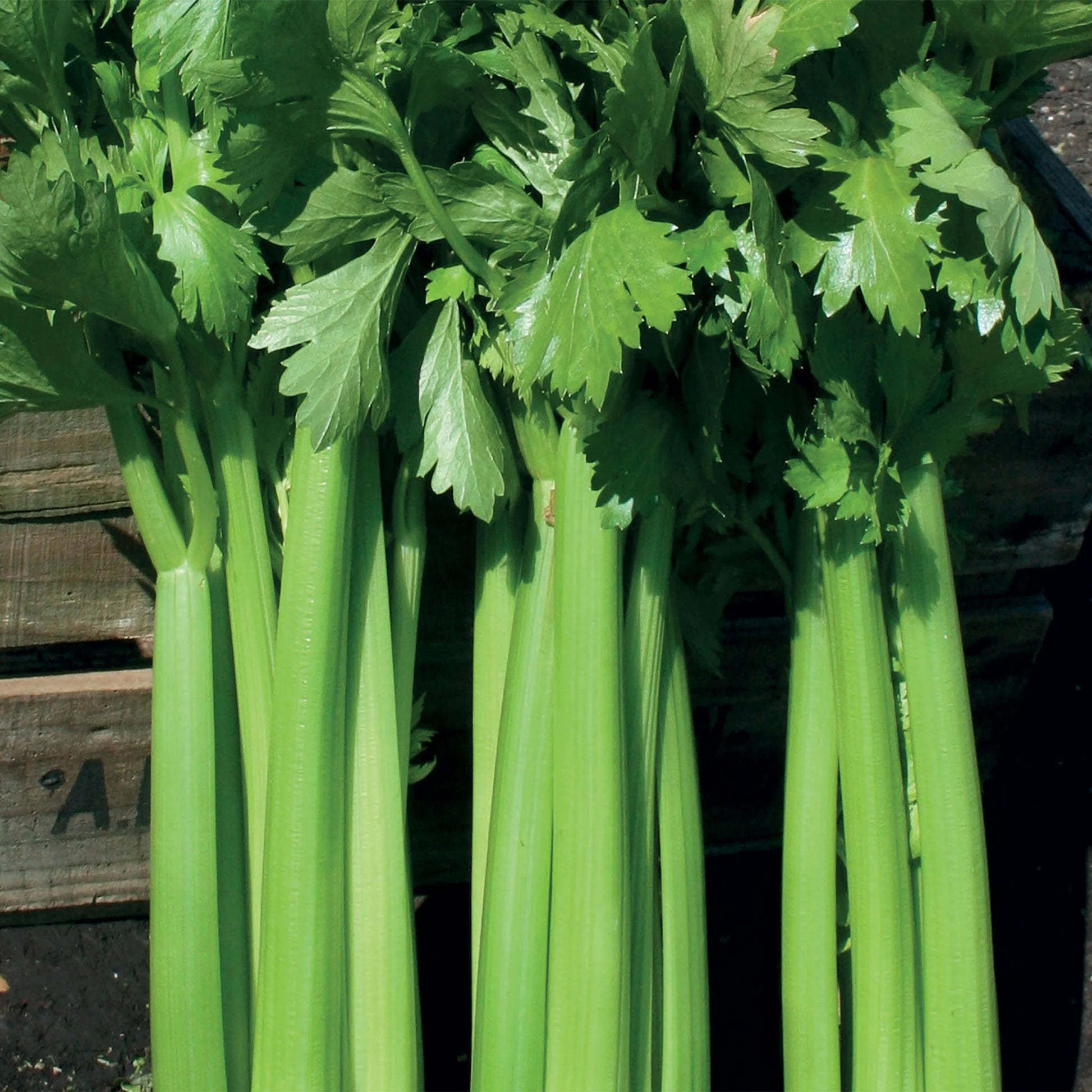 Celery Hadrian F1