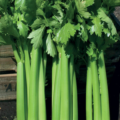 Celery Hadrian F1