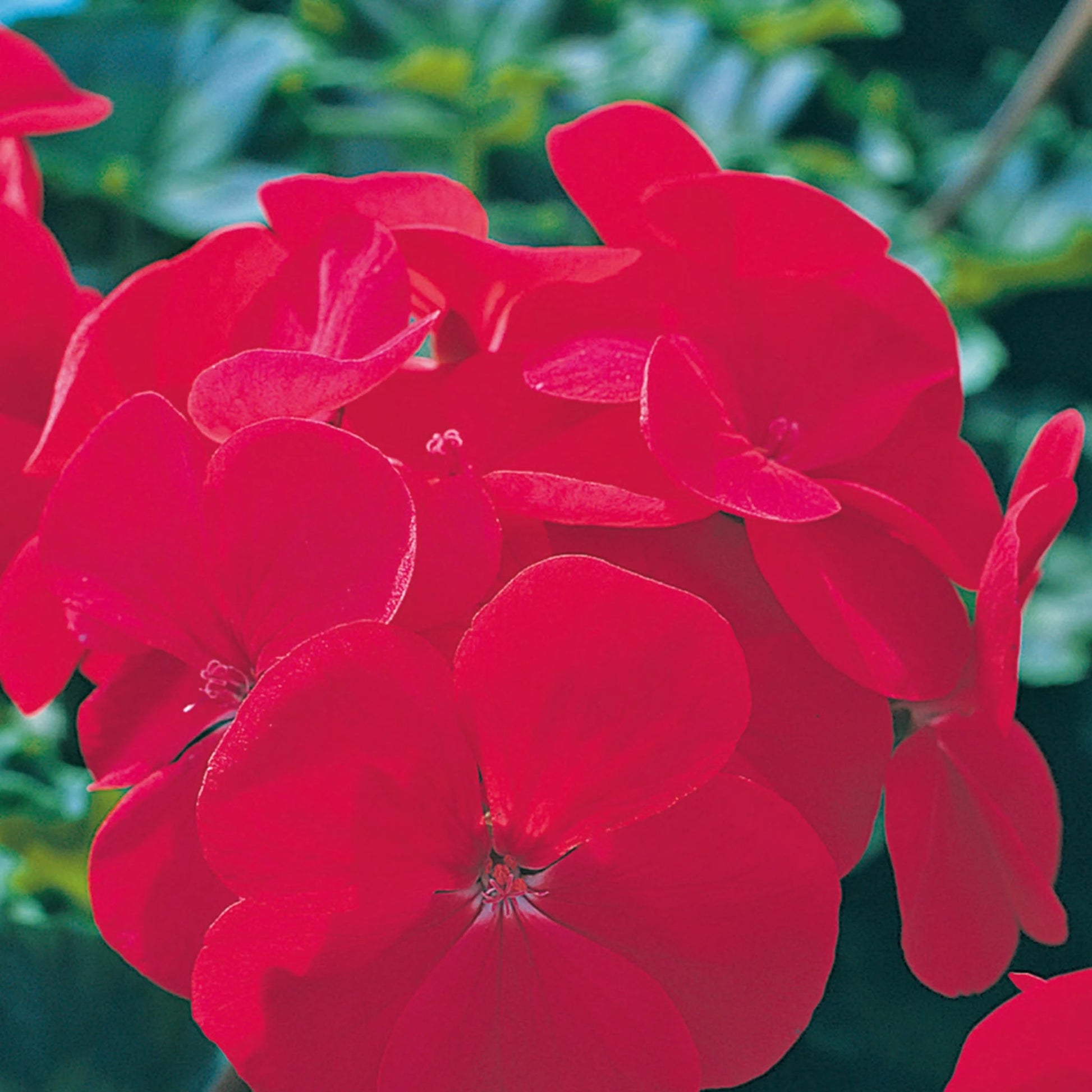 Geranium Horizon Red
