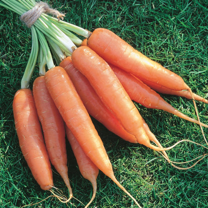 Carrot Resistafly F1