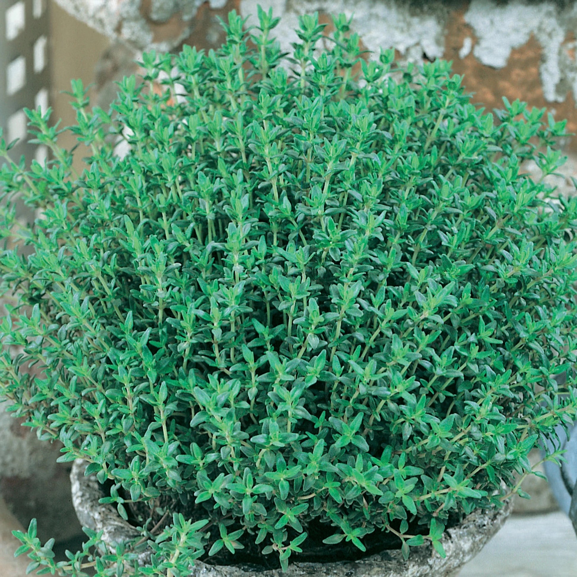 Herb Thyme