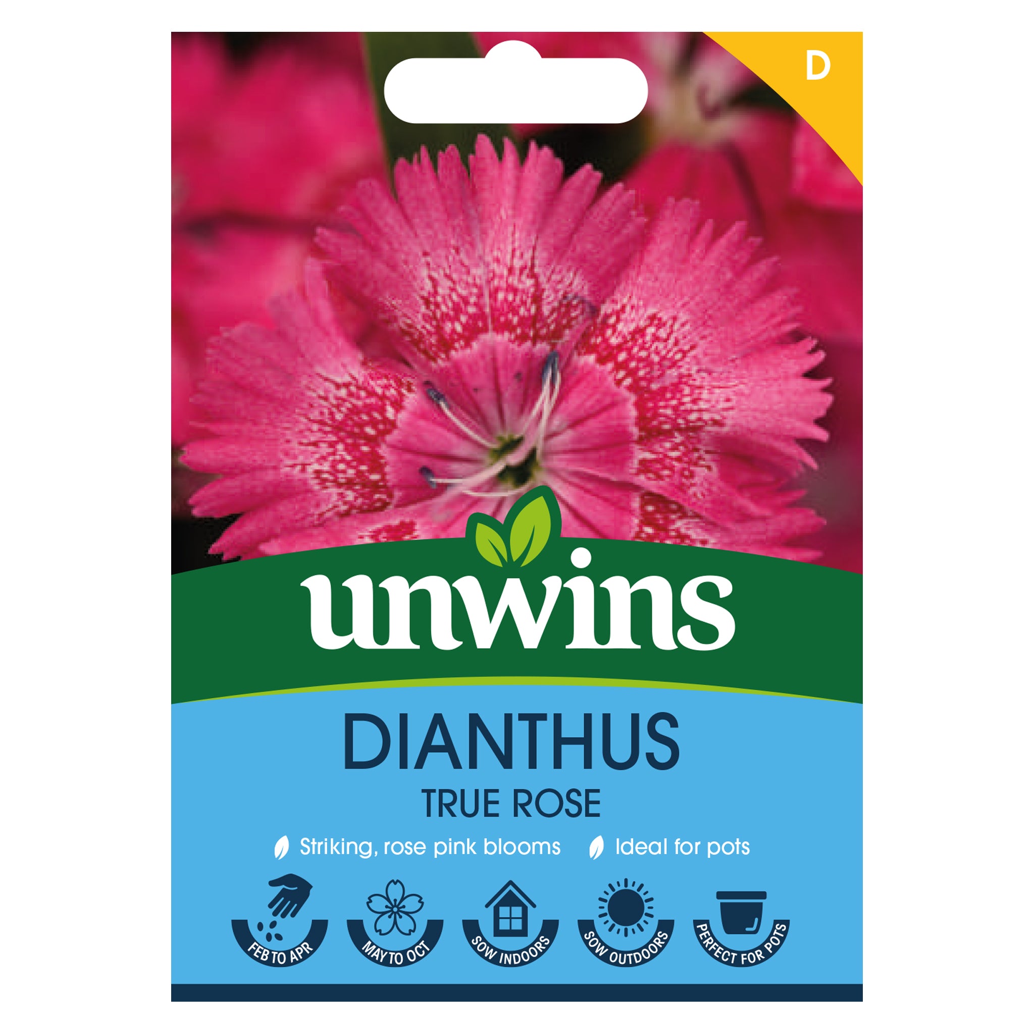Dianthus True Rose