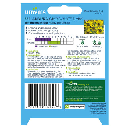 Berlandiera Chocolate Daisy