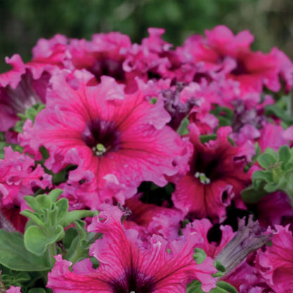 Petunia Espresso Frappe Rose