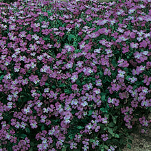 Aubrieta Purple Cascade