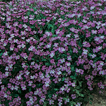 Aubrieta Purple Cascade