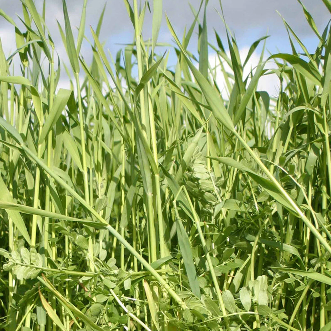 Unwins Green Manure Seeds Range