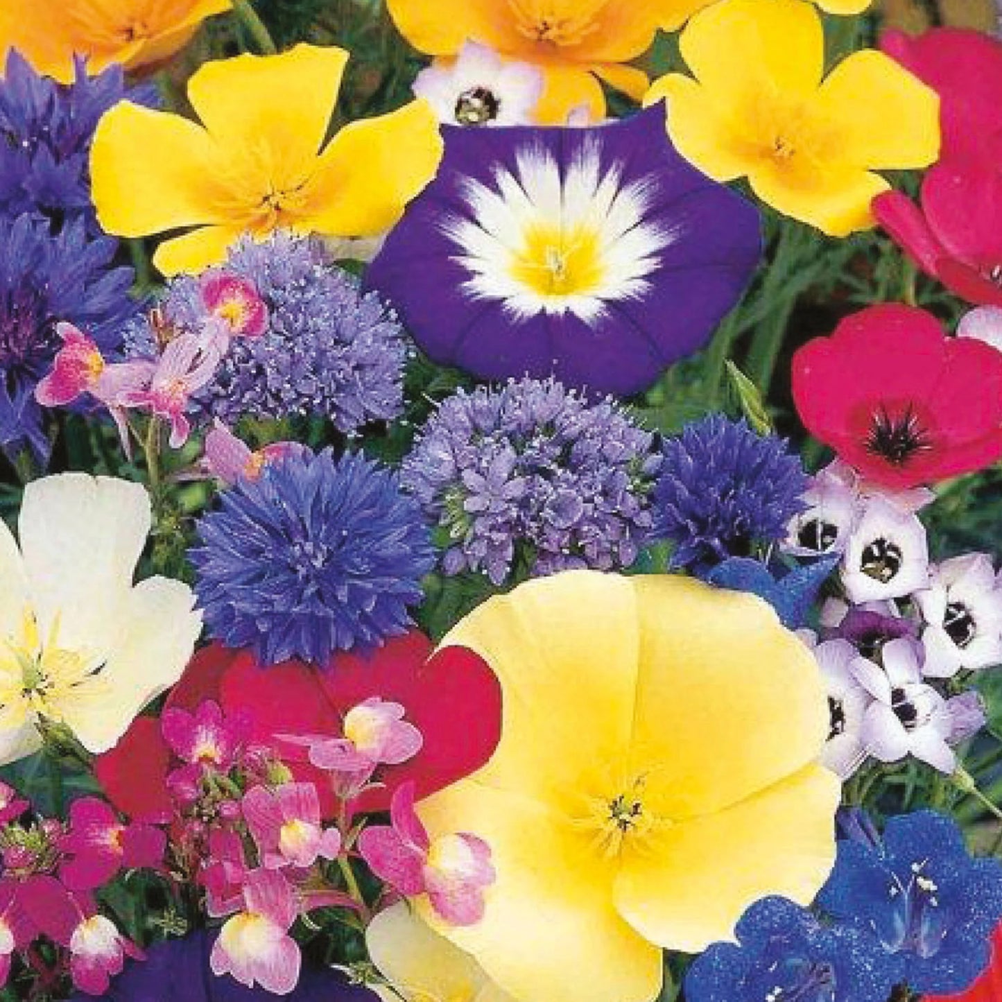 Little Growers Creepy Crawly Mixture