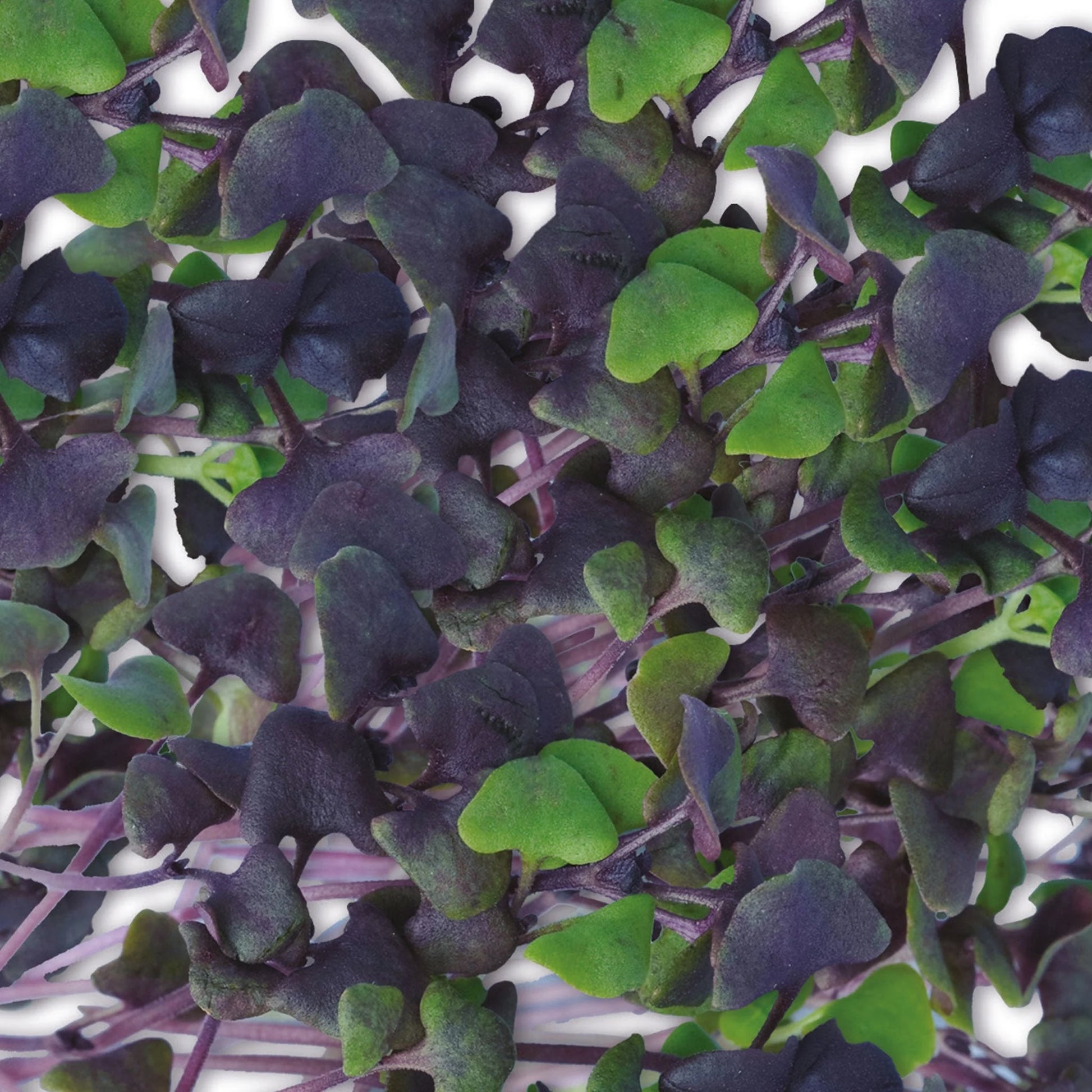 MicroGreens Basil Dark Opal