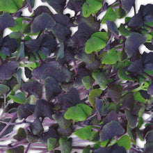 MicroGreens Basil Dark Opal