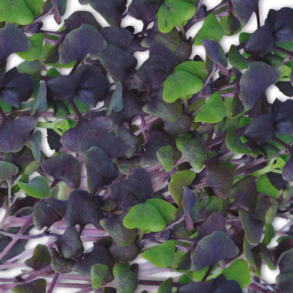 MicroGreens Basil Dark Opal