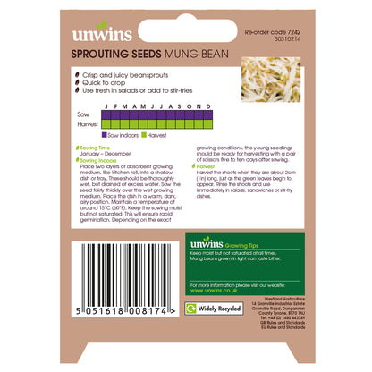 Sprouting Seeds Mung Bean