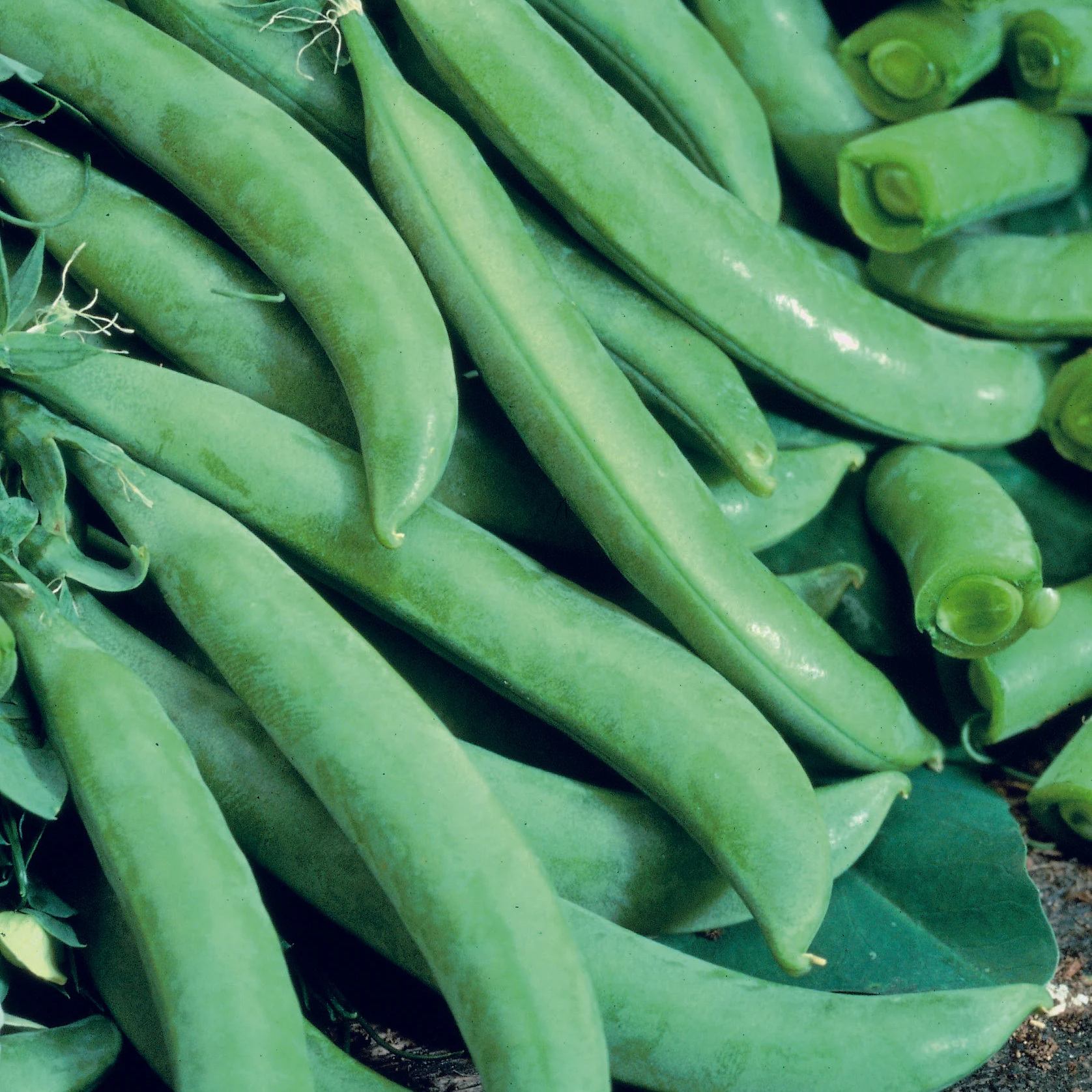 Pea (Sugarsnap) Delikett