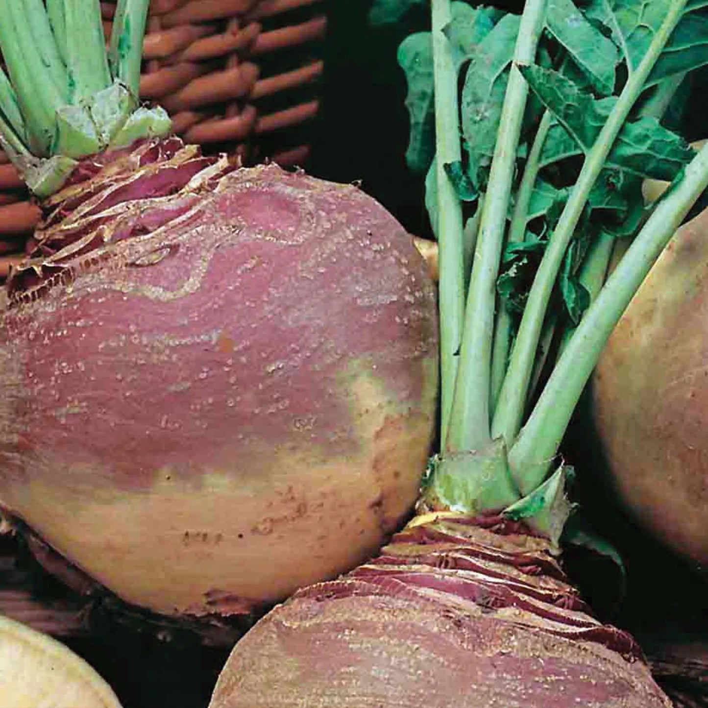 Unwins Winter Warmers Seed Bundle